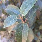 Aristotelia chilensis Fuelha