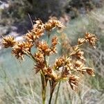 Cladium mariscus Fruit