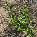 Lonicera caerulea Blad