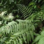 Pteris linearis List