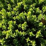 Hebe cupressoides 葉