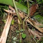 Drymonia macrophylla Bark