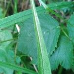 Centaurea decipiens 葉