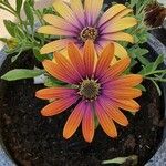 Dimorphotheca jucunda Çiçek