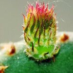 Opuntia rufida Blad