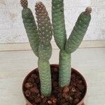 Tephrocactus articulatus葉