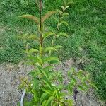 Ligustrum ovalifoliumBlatt