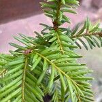 Taxus canadensis 葉