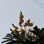 Peltophorum pterocarpum Kwiat