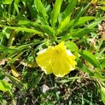 Oenothera macrocarpaKwiat