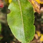 Pyrus cordata Blad