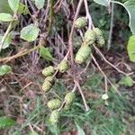 Alnus incana फल