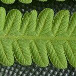 Christella parasitica Leaf