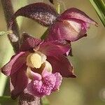 Epipactis atrorubens Λουλούδι