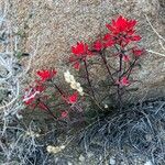 Castilleja applegatei Flower