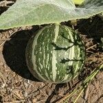 Cucurbita foetidissima Frukt