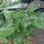 Erythrina caffra Hoja