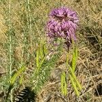 Cleome serrulata 花