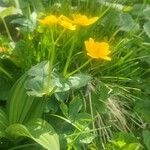 Ranunculus thora Flower