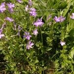 Viola cornuta Flower