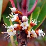 Pycnandra carinocostata Flor