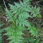 Conium maculatum Leaf