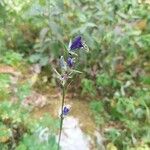 Delphinium verdunense Fleur