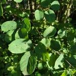 Amelanchier alnifolia Blad