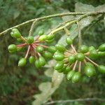 Guatteria australis Frukto