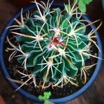 Stenocactus multicostatus Hoja