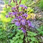 Lactuca alpina Flor