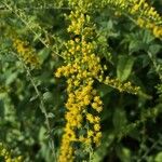 Solidago rugosa Flower