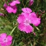 Dianthus seguieriFlower