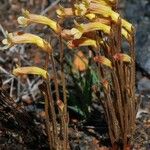 Orobanche fasciculata عادت