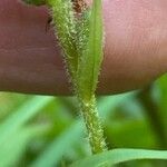 Goodyera repens Лист