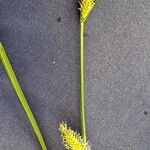 Carex vesicaria Kvet