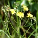 Crepis setosa Habitatea