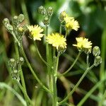 Crepis setosa Habit