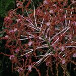 Laelia lueddemannii Drugo