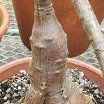 Pachypodium succulentum Bark