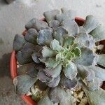 Echeveria shavianaFolio