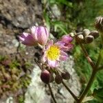 Sparrmannia ricinocarpa Flor