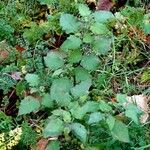 Solanum villosum Hàbitat