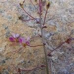 Cleome iberica