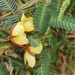 Chamaecrista mimosoides Flower