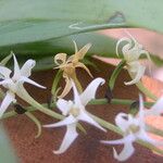 Cyrtorchis monteiroae Flower