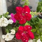 Petunia x atkinsiana പുഷ്പം