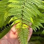 Dryopteris erythrosora برگ