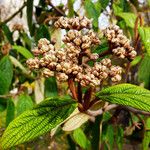 Viburnum rhytidophyllumFlower