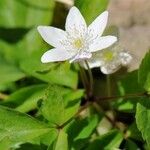 Anemone lancifolia പുഷ്പം